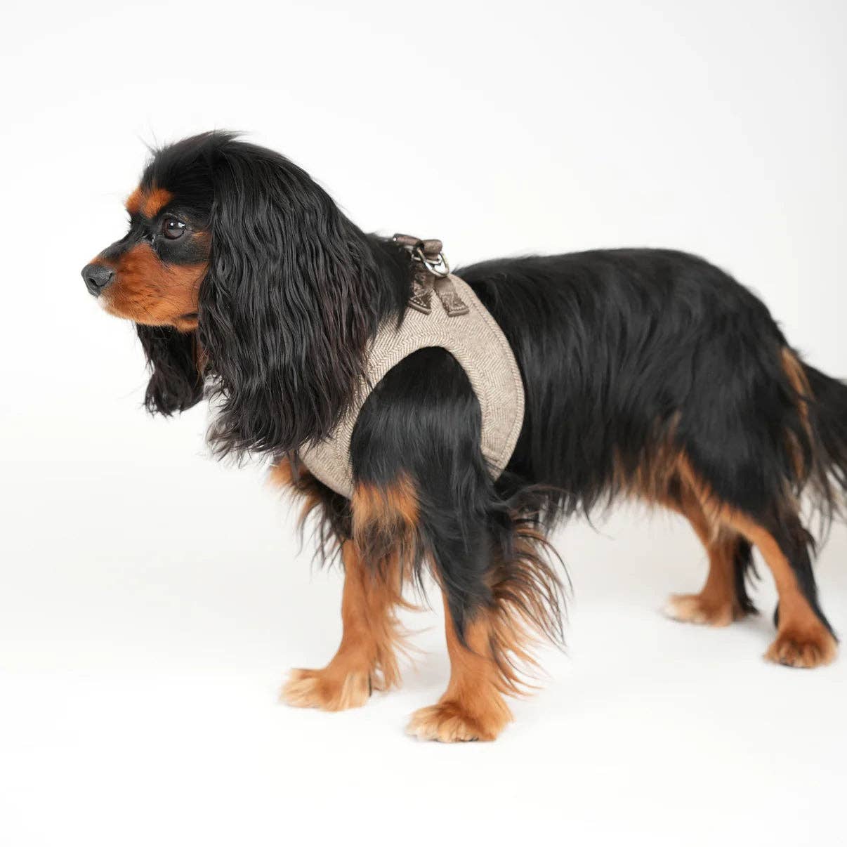 Saga - Step-in Hundesele | Mocca — bilde 1