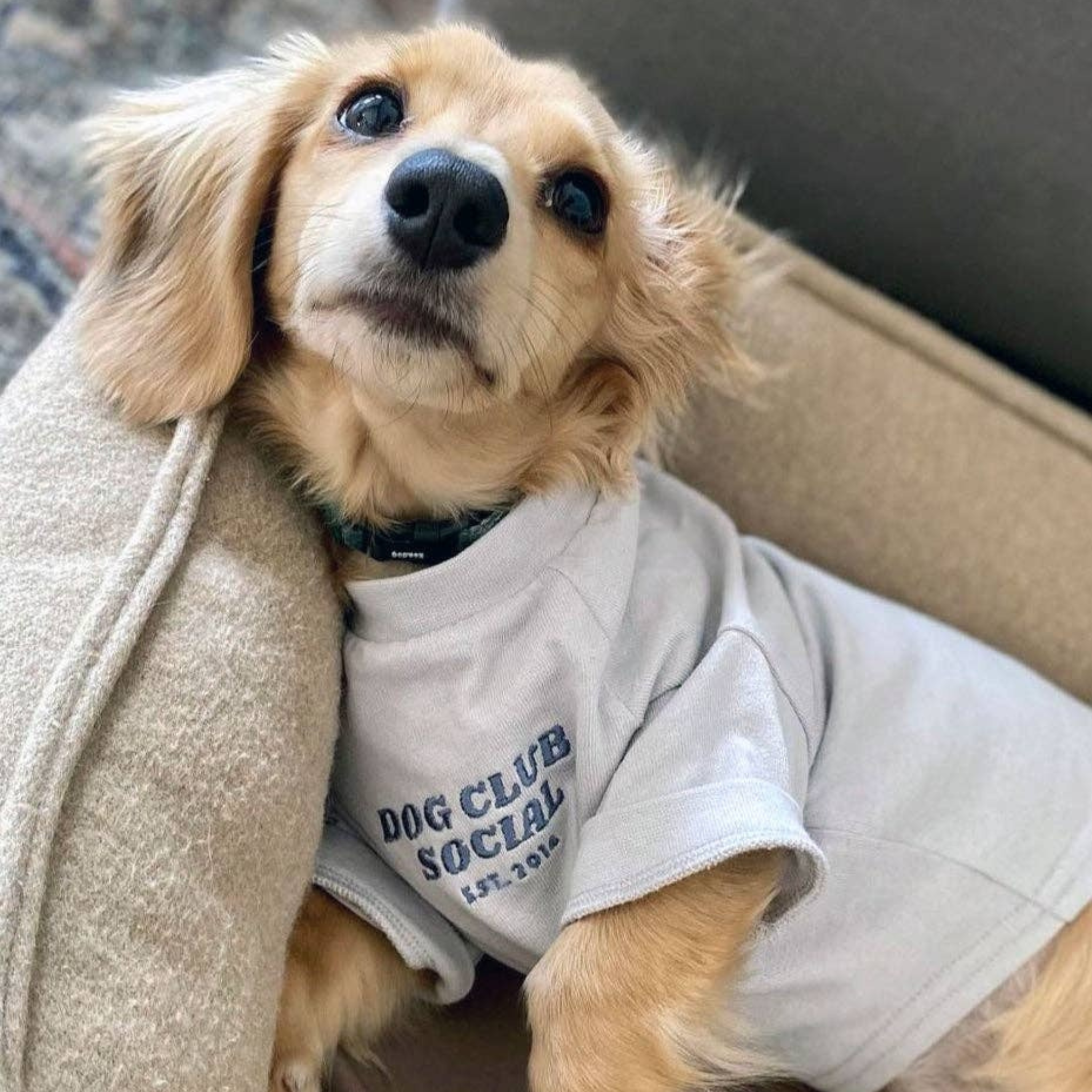 Dog Club Social Pullover — bilde 1