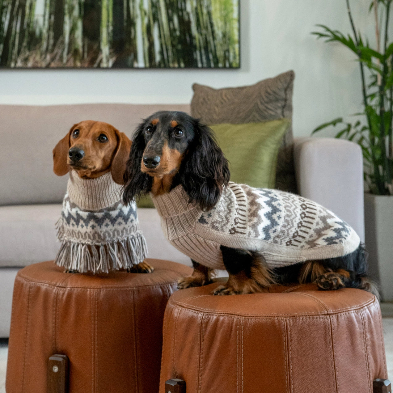 Woolly Winter – Alpaca hundegenser — bilde 1